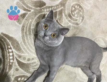 Scottish british oğlum için eş arıyorum