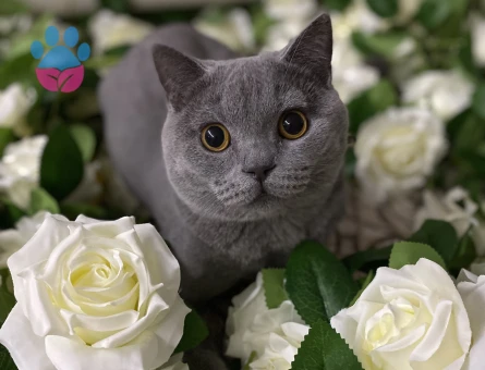 Scottish british oğlum için eş arıyorum