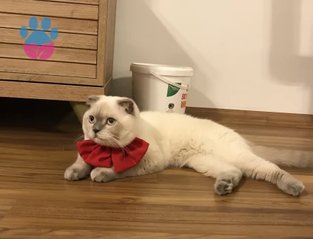 Scottish Fold Oğluma Eş Arıyorum