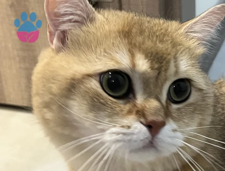 British shorthair Eş ilanı