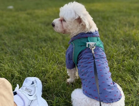 Maltese Terrier Oğluma Uygun Eş Arıyoruz - 118984746