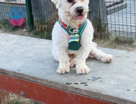 Maltese Terrier Oğluma Uygun Eş Arıyoruz
