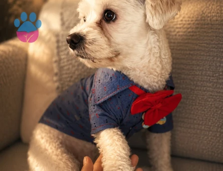 Maltese Terrier Oğluma Uygun Eş Arıyoruz