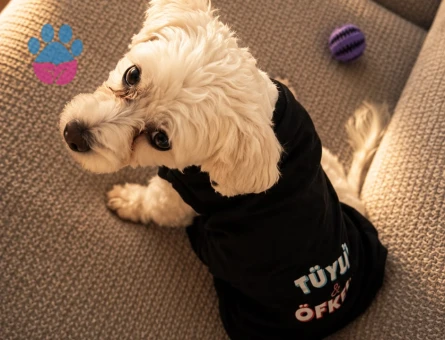 Maltese Terrier Oğluma Uygun Eş Arıyoruz