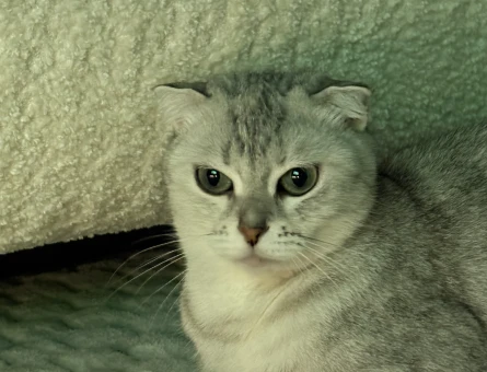 British Shorthair Erkek kedi arıyoruz - 118984749