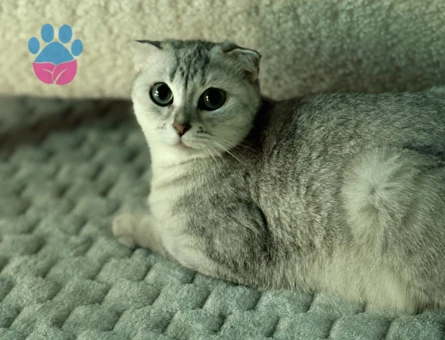 British Shorthair Erkek kedi arıyoruz