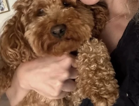 Toy poodle Oğluma eş arıyorum - 118984752