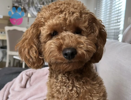 Toy poodle Oğluma eş arıyorum