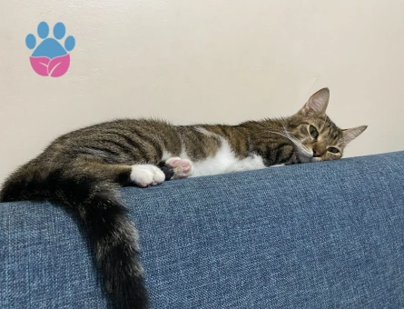 Tekir Kedim Eş Arıyorum 1 Yaşında