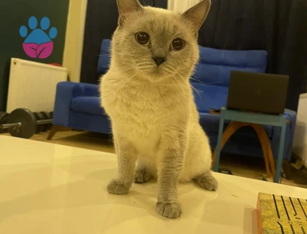 British   Blue point 2,5  Yaşında Eş Arıyor
