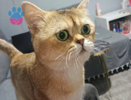 Erkek 1 yasinda oscara es ariyorum