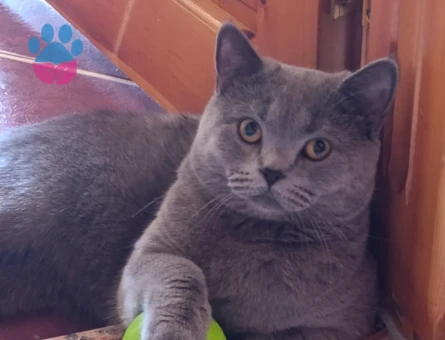 Yakışıklı oğluma çift arıyoruz