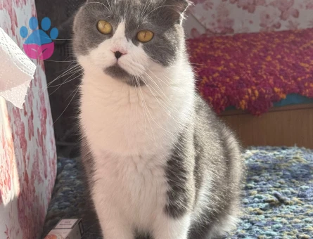 Bicolor scottish kızıma eş arıyorum