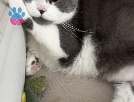 Bicolor scottish kızıma eş arıyorum