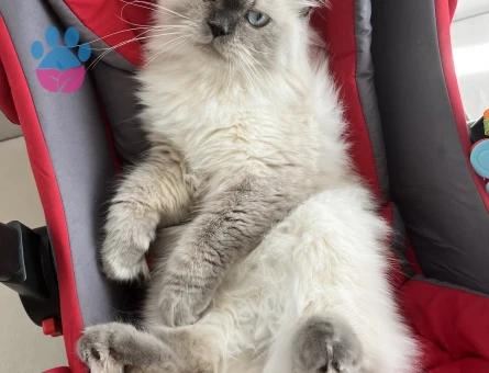 Kızımıza acil eş arıyoruz