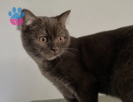 10 Aylık British Shorthair Kedime Eş Arıyorum