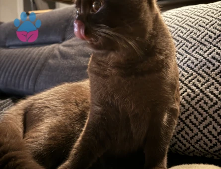 10 Aylık British Shorthair Kedime Eş Arıyorum