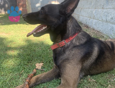 Marinois 2 yaşında oglumuza eş arıyoruz