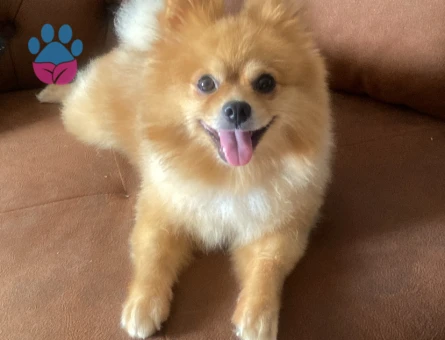 Poomeranian Boo Sevimli eş arıyoruz