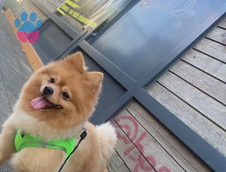 Poomeranian Boo Sevimli eş arıyoruz