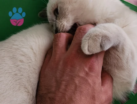 Oğlum Bademe Eş Arıyorum :)