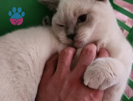 Oğlum Bademe Eş Arıyorum :)