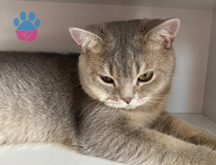 British Shorthair Erkek kedim için eş arıyorum