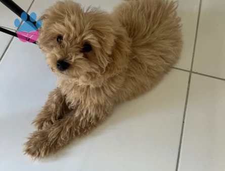 Toy Poodle Köpeğime Eş Arıyorum