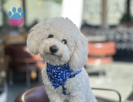 FOX  yakışıklı oğlumuza bir gelin arıyoruz