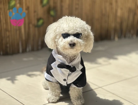 FOX  yakışıklı oğlumuza bir gelin arıyoruz