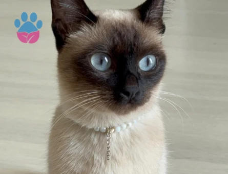 1.5 Yaşında Dişi Siyam Kedimize Eş Arıyoruz