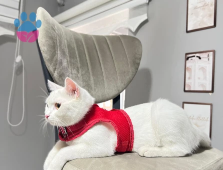 kedimize es arıyoruz