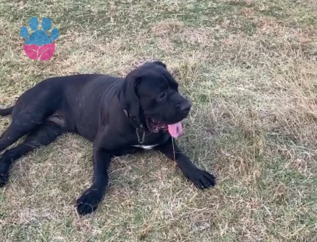 Çok sevımli oğluma es arıyorum