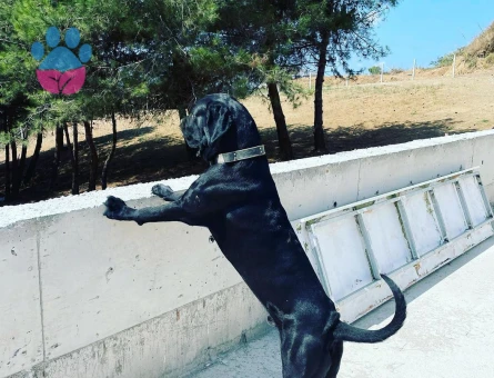 Çok sevımli oğluma es arıyorum