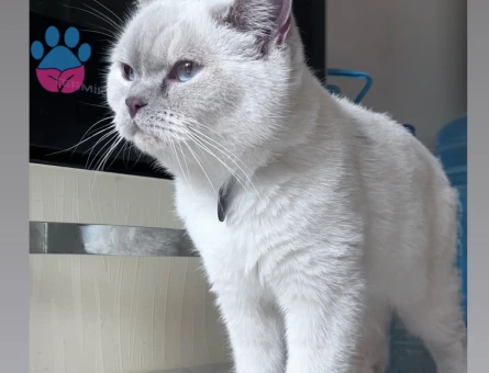 British Shorthair-Bluepoint