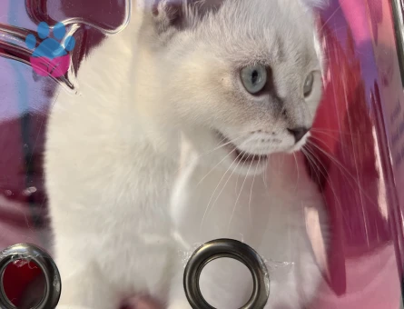 Prensesime eş arıyorum