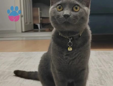 8 Aylık oğlumuz için eş arıyoruz