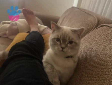 Pablo kendine prenses arıyor