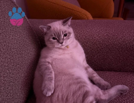 Pablo kendine prenses arıyor