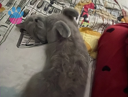 british shorthair eş arıyorum