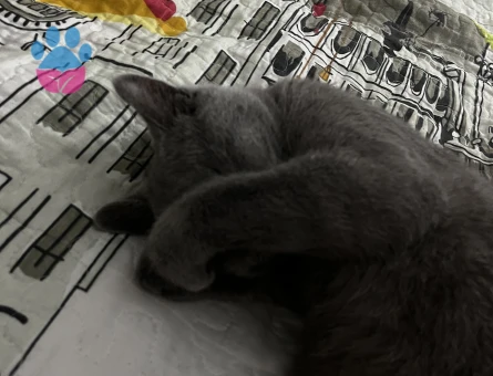 british shorthair eş arıyorum