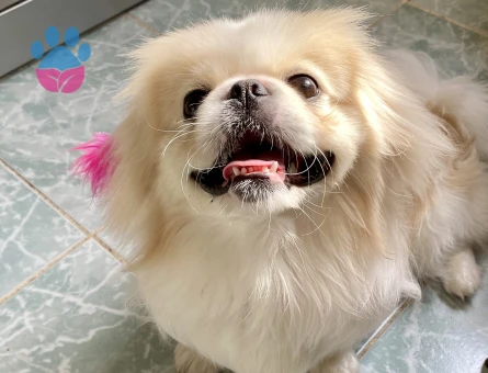 Oğluma dişi arıyorum