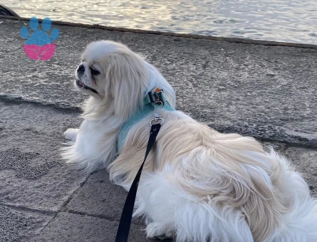 Oğluma dişi arıyorum