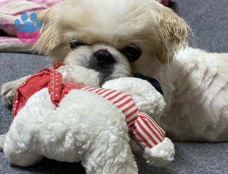 Oğluma dişi arıyorum