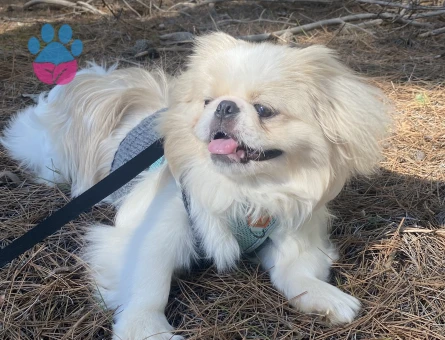 Oğluma dişi arıyorum