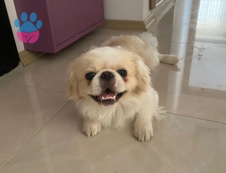 Oğluma dişi arıyorum