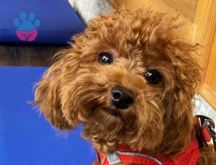 Köpeğimize eş arıyoruz