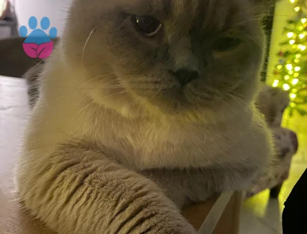 10 Aylık Erkek Kedi