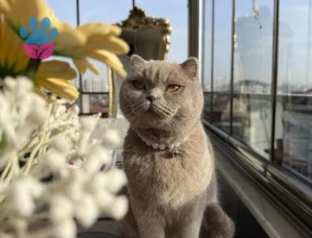 Scottish Fold Kedimize Erkek Eş arıyoruz
