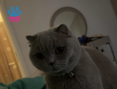 Scottish Fold Kedimize Erkek Eş arıyoruz